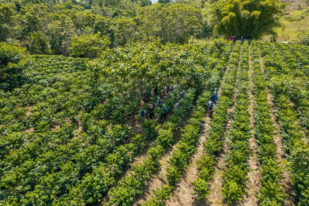 Prácticas agrícolas responsables y sistemas agroforestales en origen